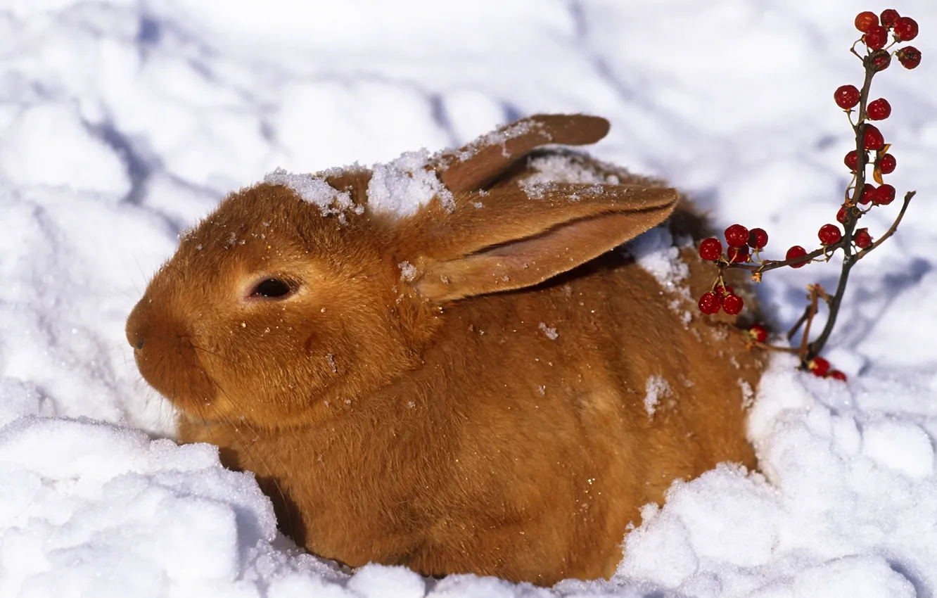 Фото обои зима, снег, ягоды, заяц, кролик, рыжий