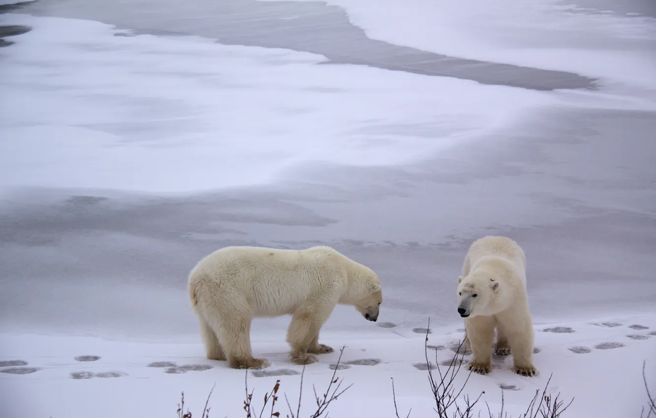 Фото обои снег, следы, Арктика, Белые медведи