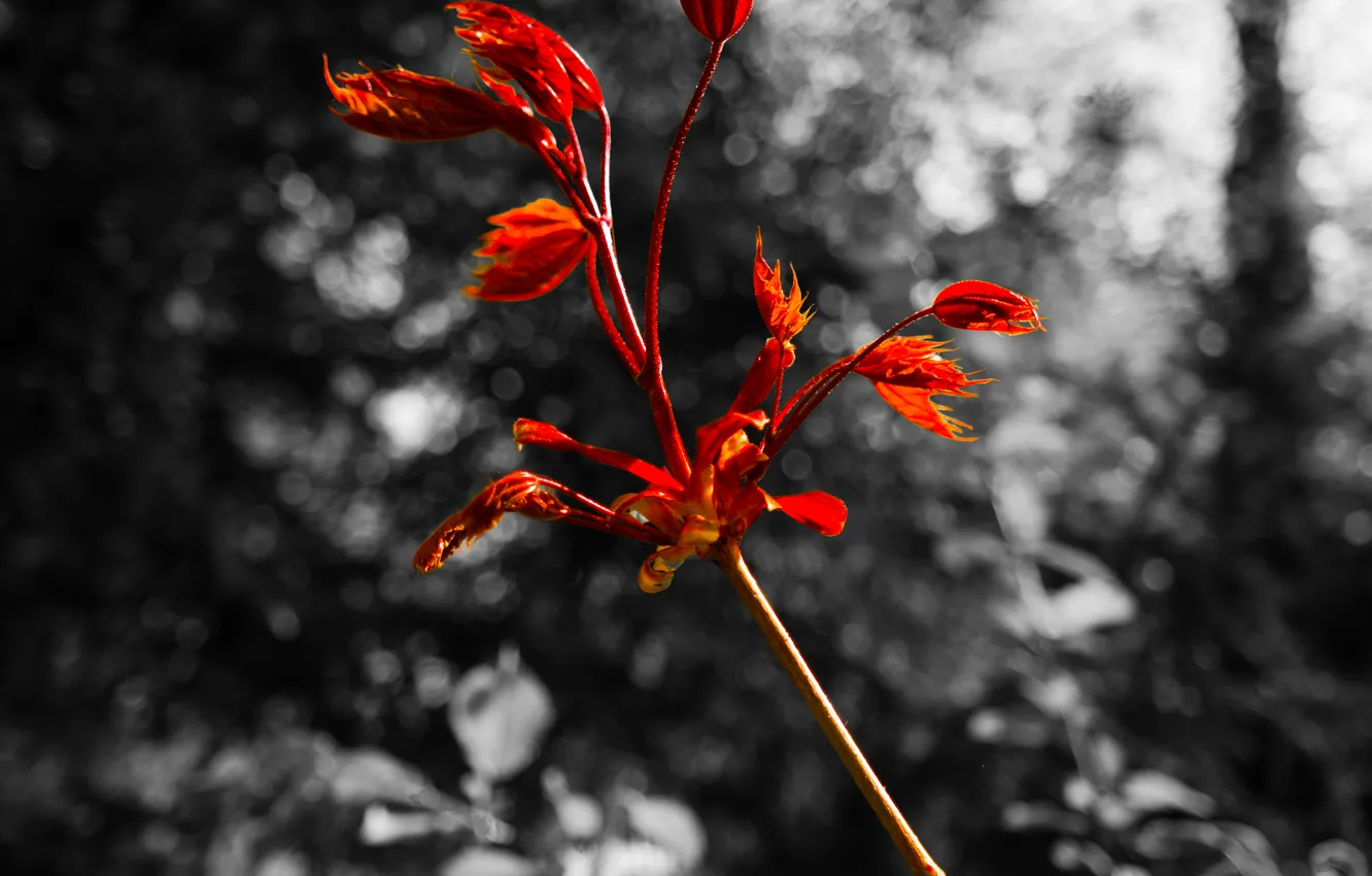 Фото обои Red, Nature, Spring, Forest, Woods, Branch, Black and white