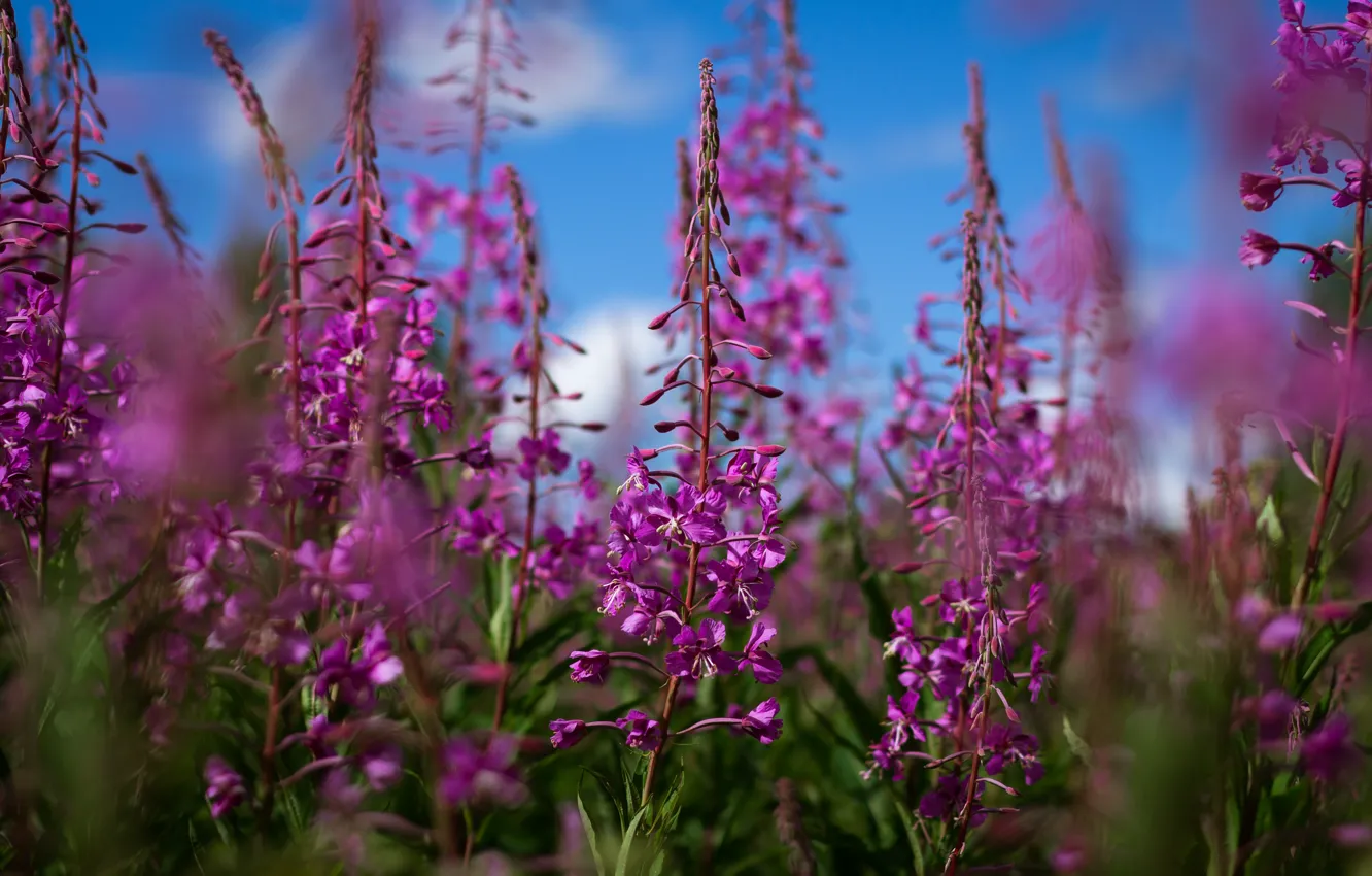 Фото обои Nature, Clouds, Sky, Flower, Summer