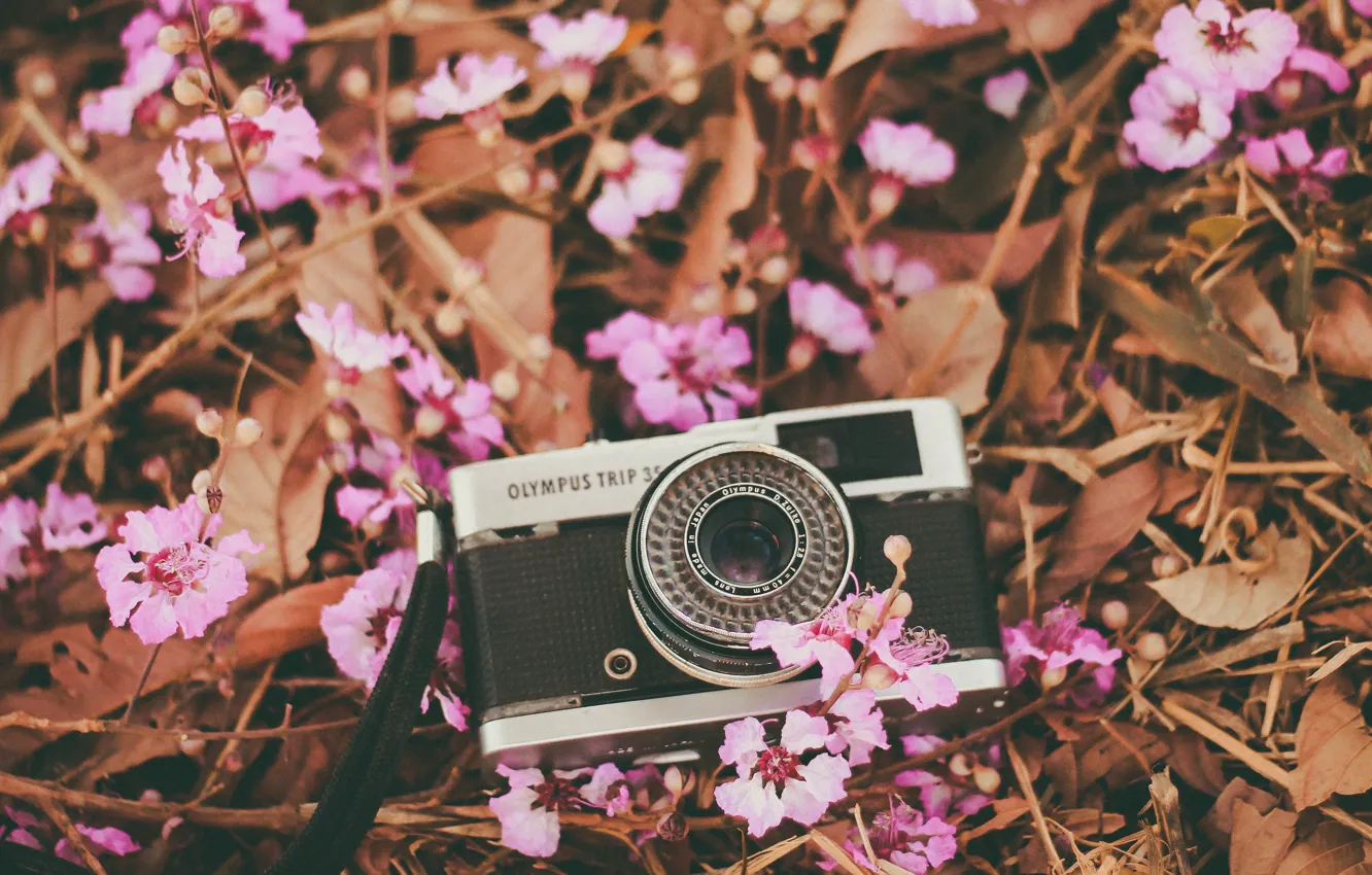 Фото обои цветы, камера, лепестки, фотоаппарат, объектив, розовые