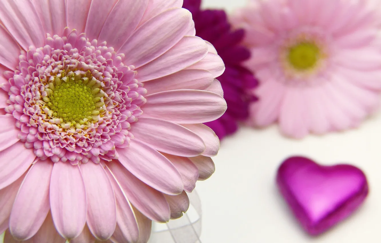 Фото обои цветок, макро, лепестки, Сердечко, Гербера