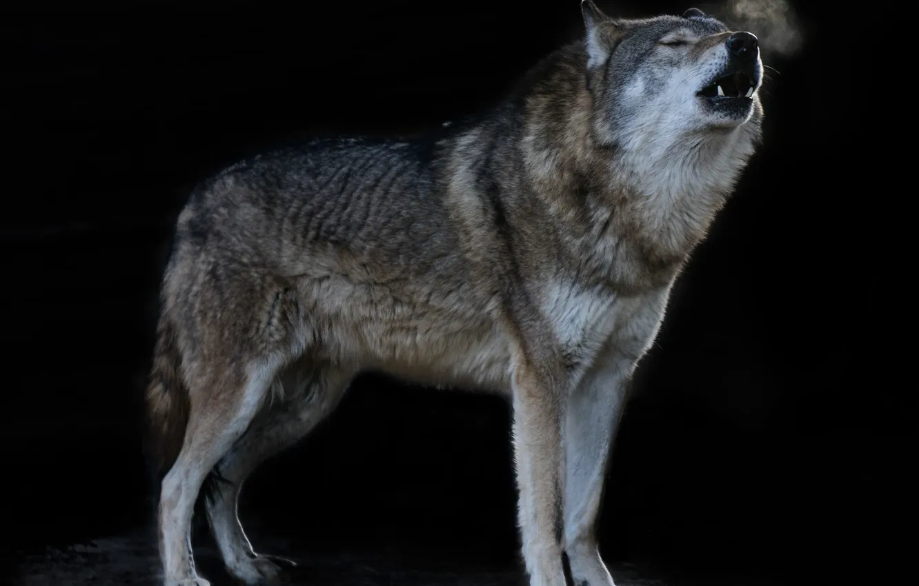 Фото обои nature, predator, animal, wolf, wildlife, howling, Canis lupus, portrait.
