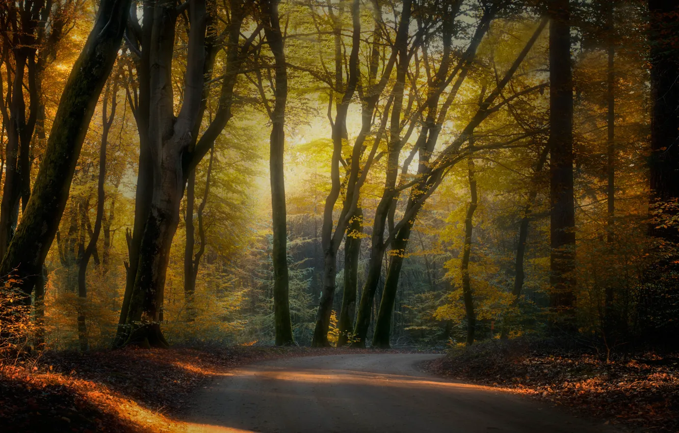 Фото обои дорога, осень, лес, деревья, ветки, парк