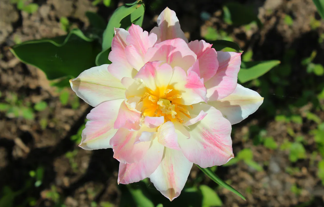 Фото обои белый, лето, цветы, желтый, зеленый, розовый, нежный, тюльпан