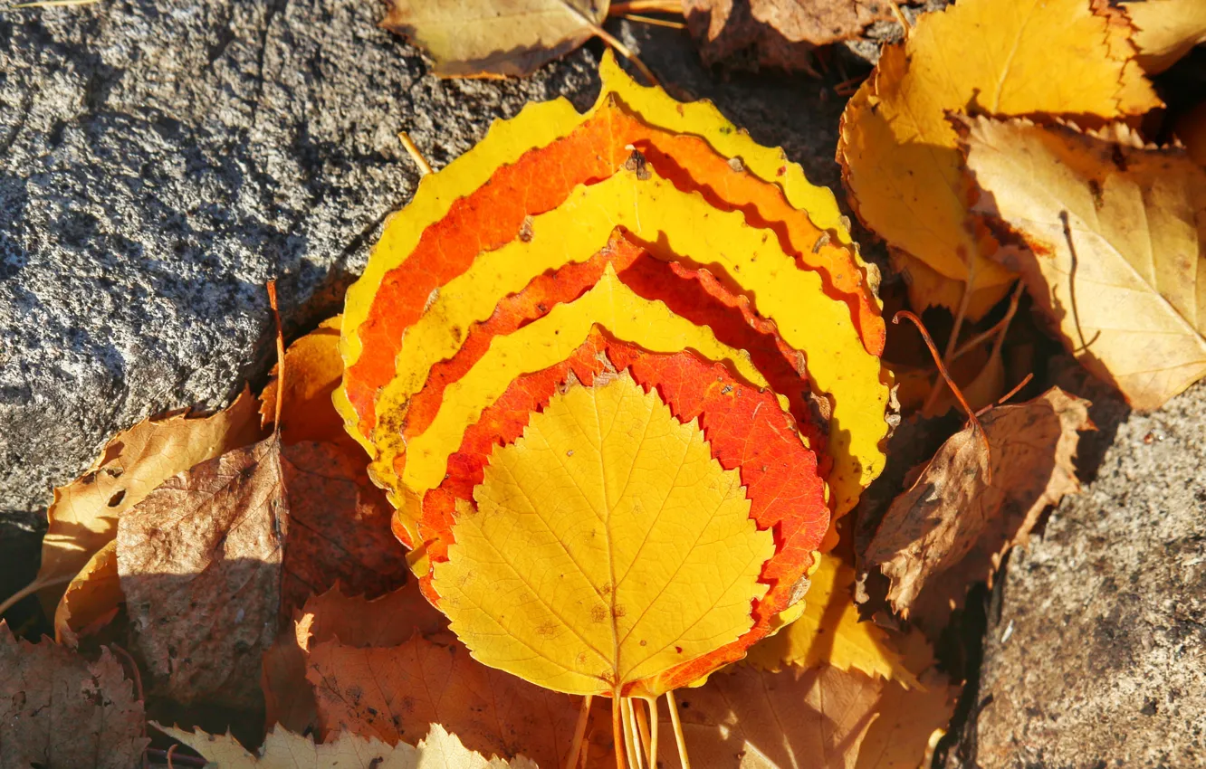Фото обои осень, желтый, Листья