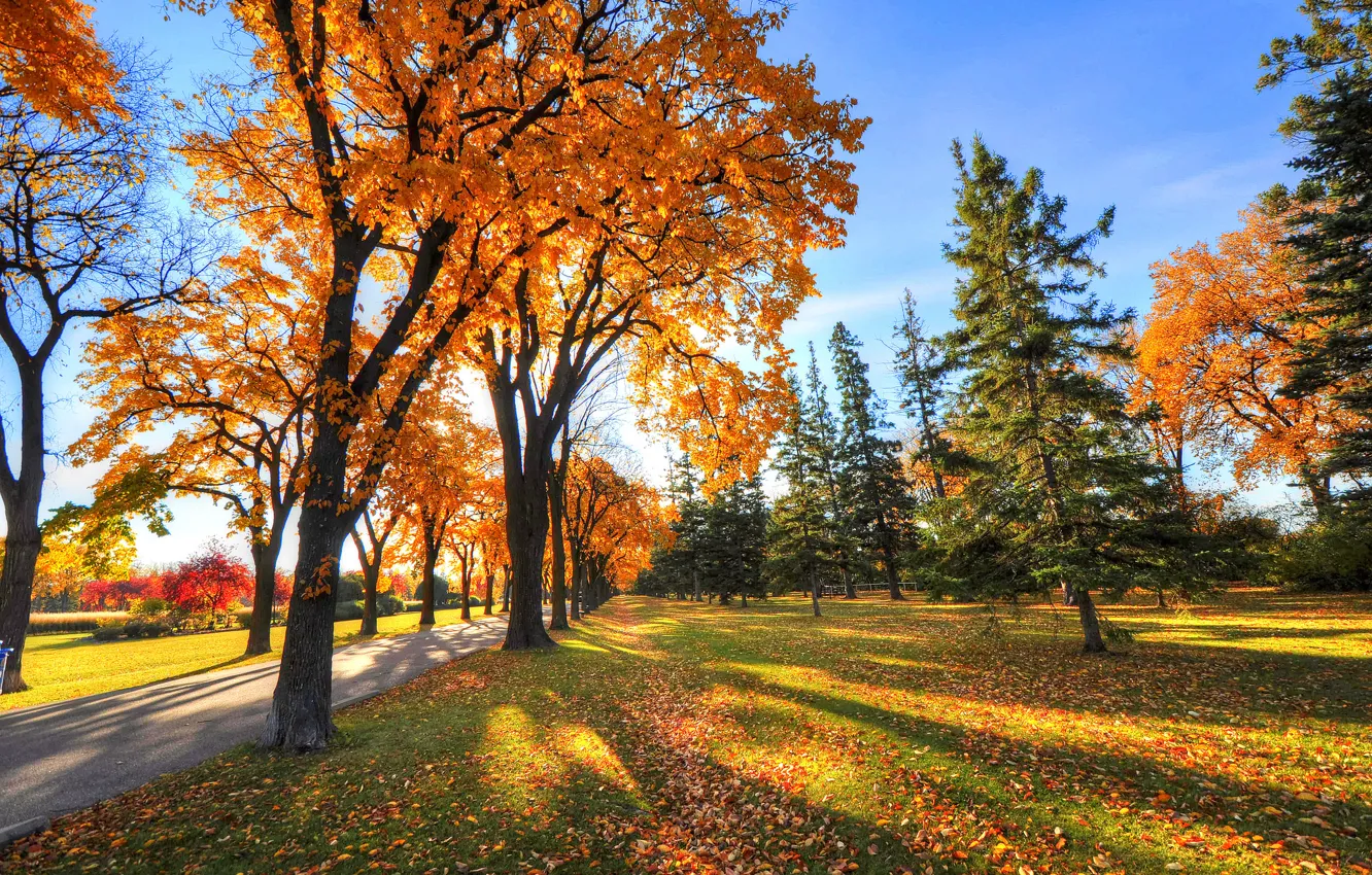 Фото обои осень, небо, трава, деревья, парк, тень, аллея