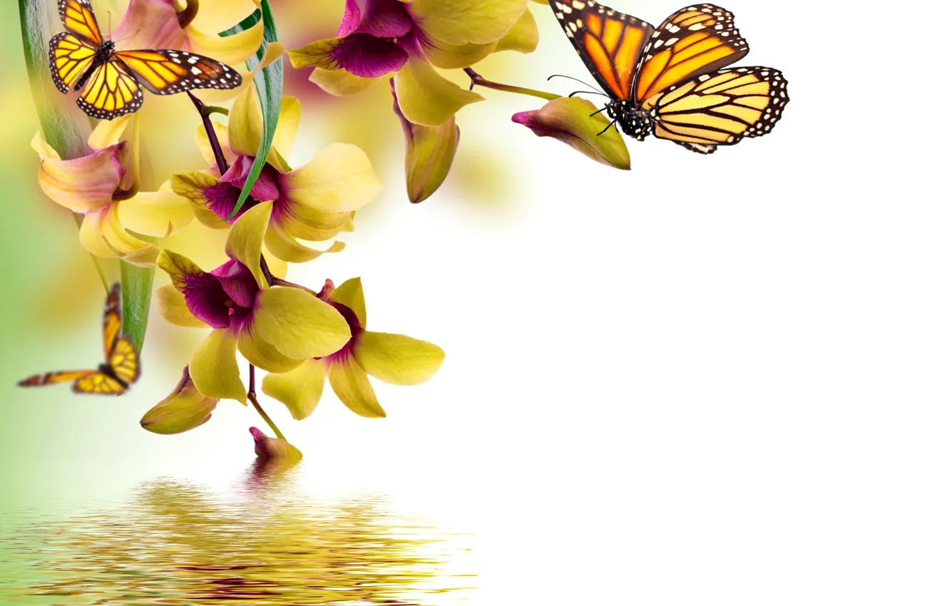 Фото обои бабочки, цветы, yellow, орхидея, water, flowers, beautiful, orchid