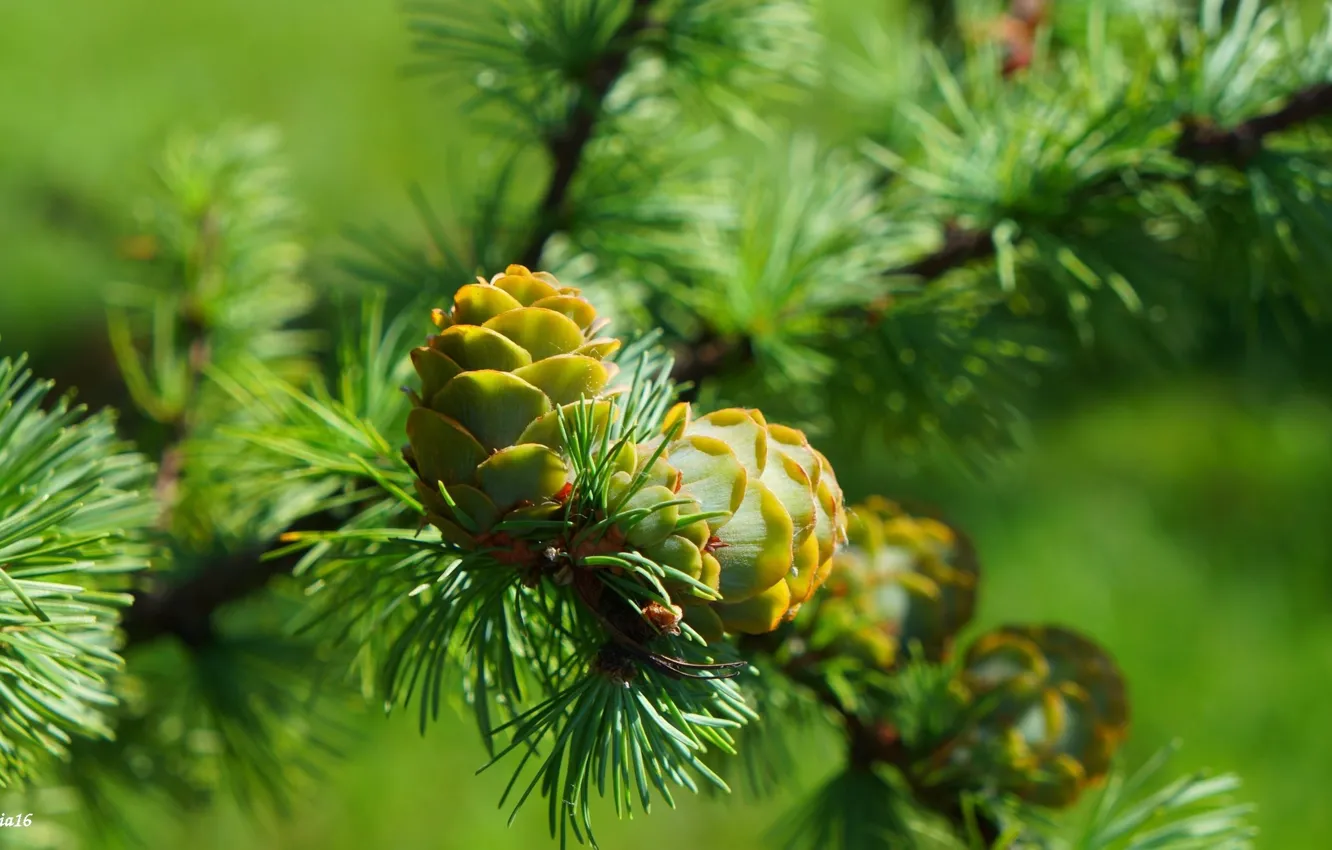 Фото обои green, tree, pine, twig, cone