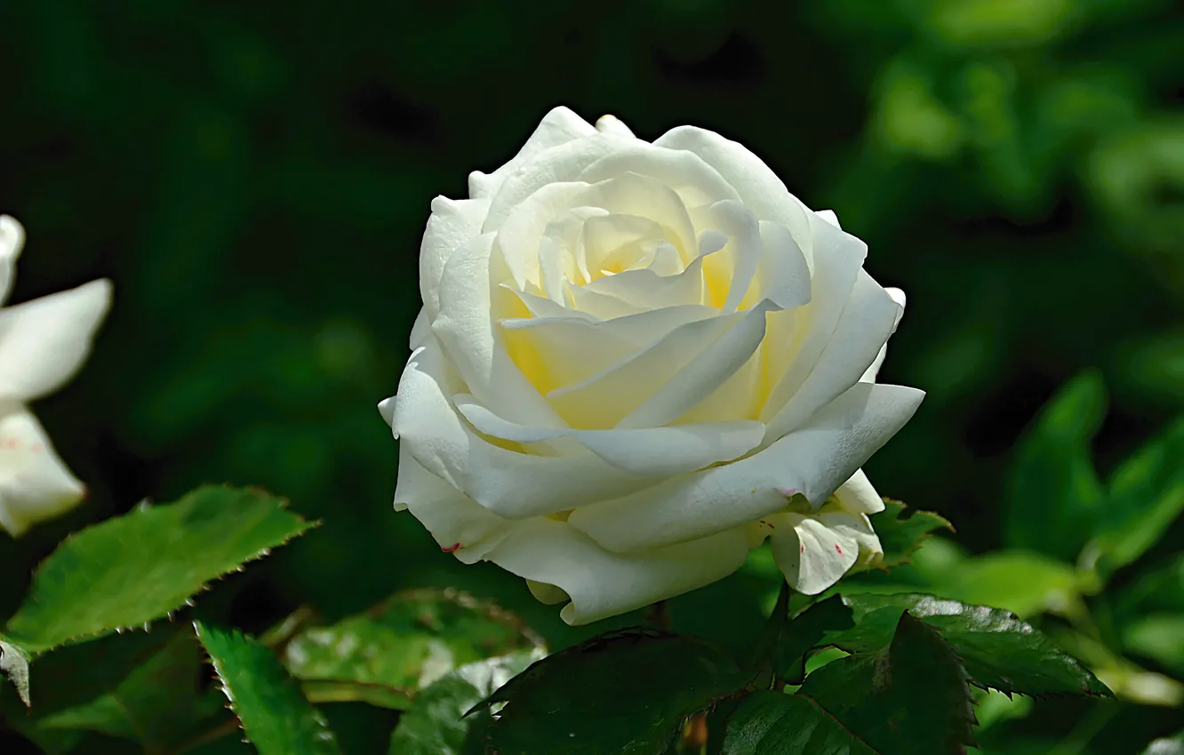 Фото обои Роза, белая, rose, white, боке, bokeh