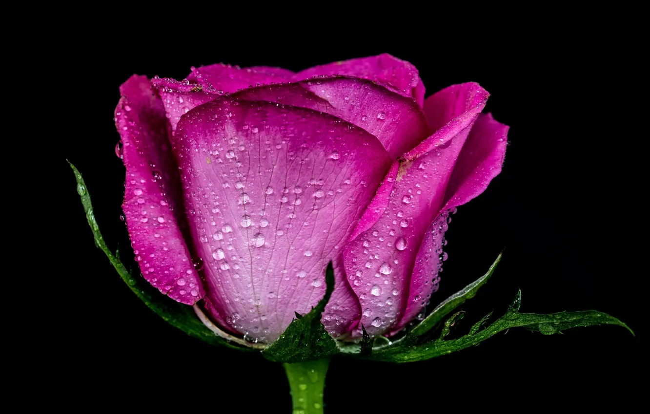 Фото обои капли, розовый, роза, бутон