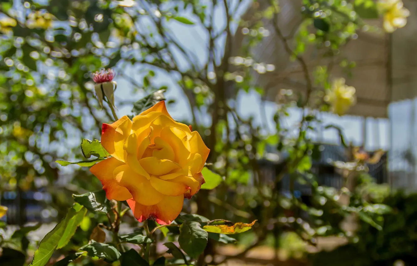 Фото обои природа, роза, лепестки, сад