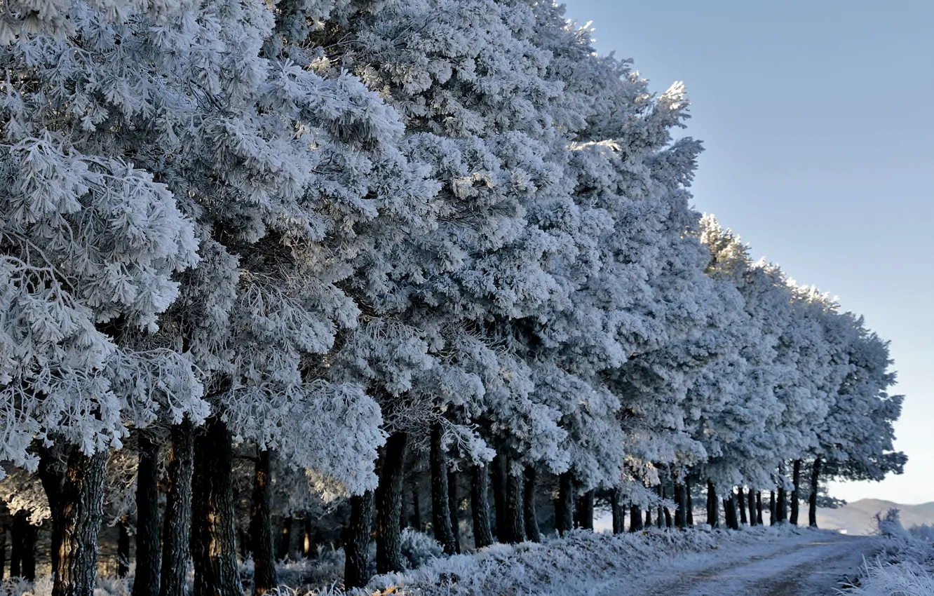 Фото обои зима, дорога, лес