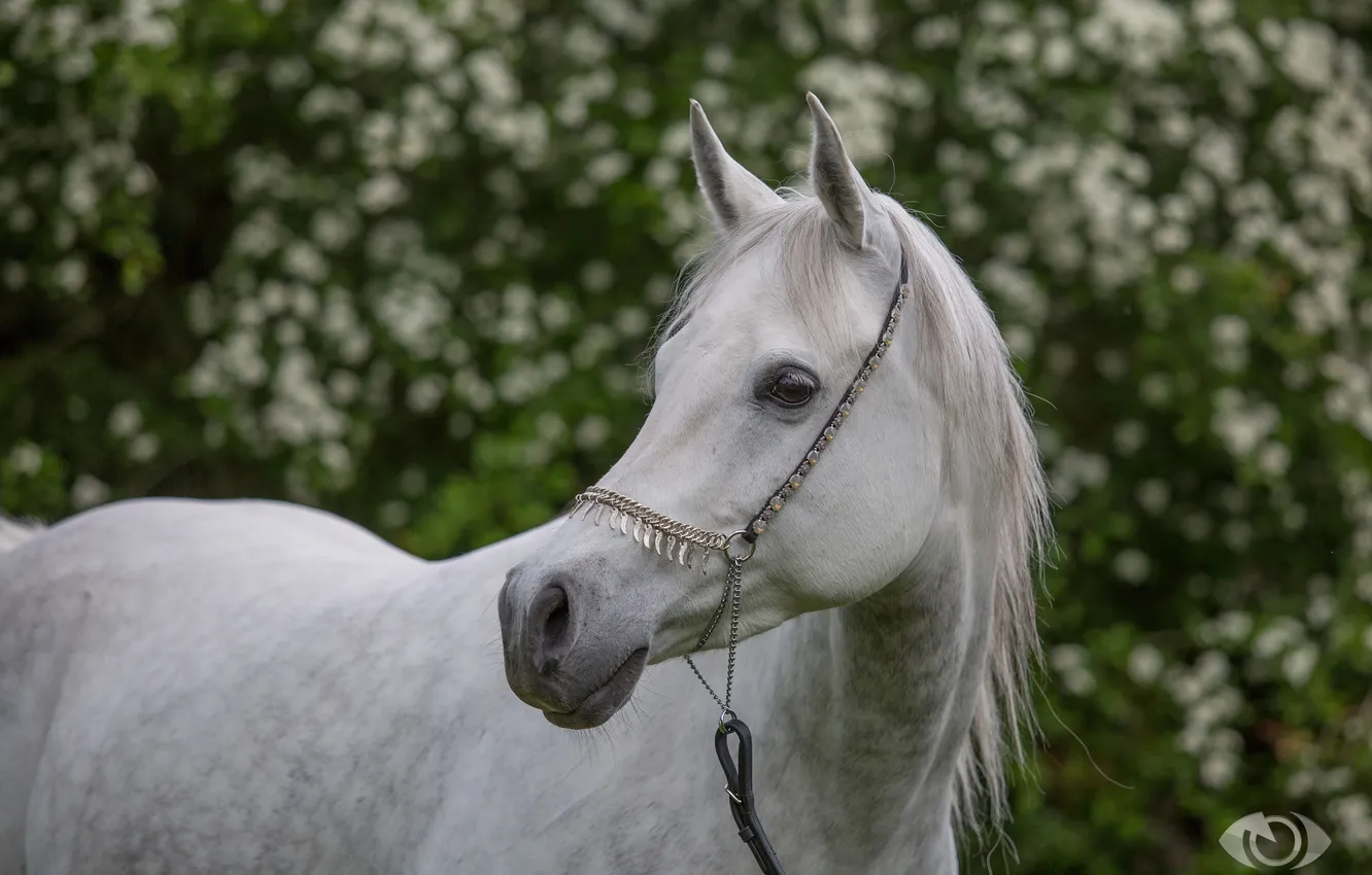 Фото обои морда, конь, лошадь, грация, (с) OliverSeitz