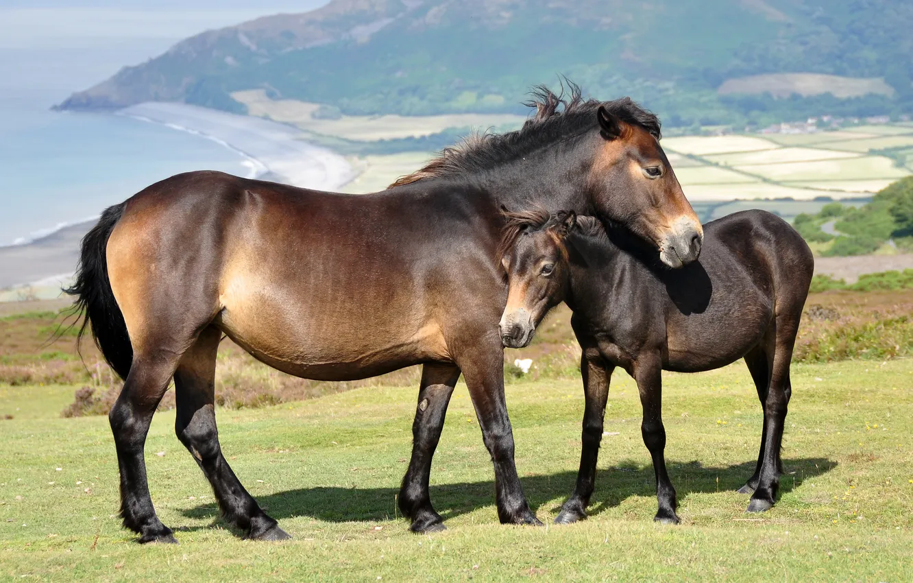 Фото обои лошадь, жеребенок, бурые