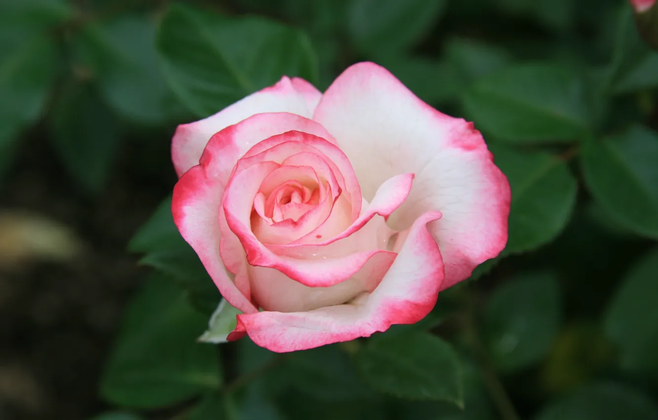 Фото обои цветы, природа, розы, красота, утро, розовые