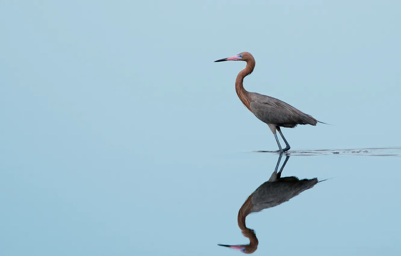 Фото обои bird, lake, reflection, wildlife, mirror, hunting, egret