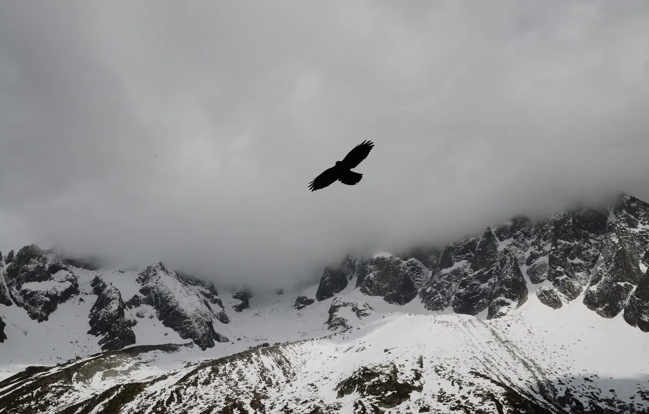 Фото обои облака, снег, горы, туман, птица, орел, вершины, mountains
