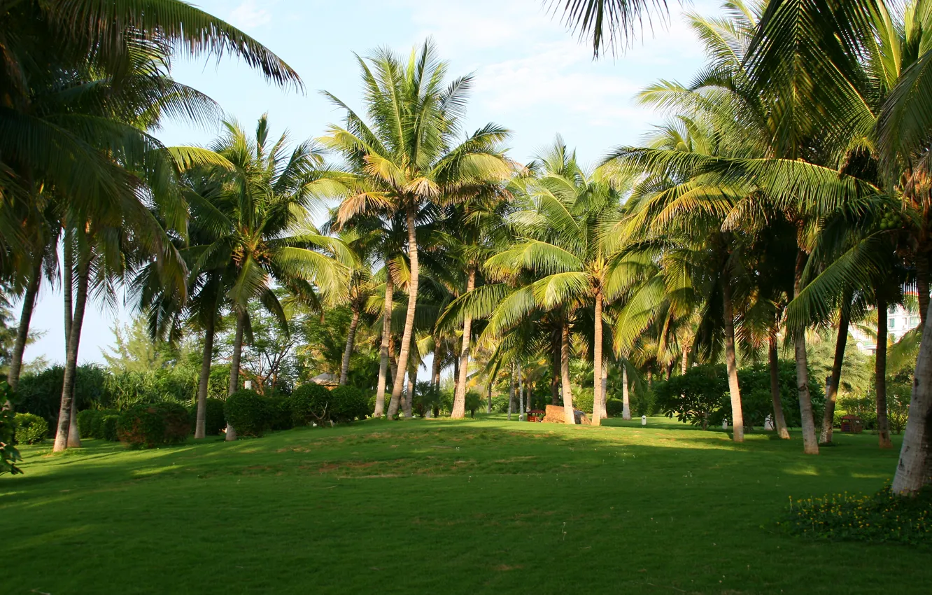 Фото обои трава, природа, пальмы, настроение, отдых, утро, Китай, путешествие