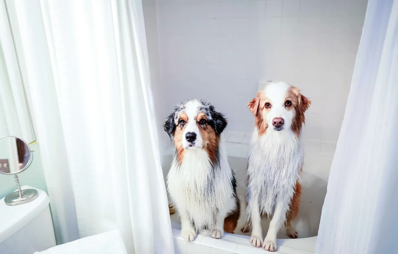 Фото обои собаки, дом, ванна