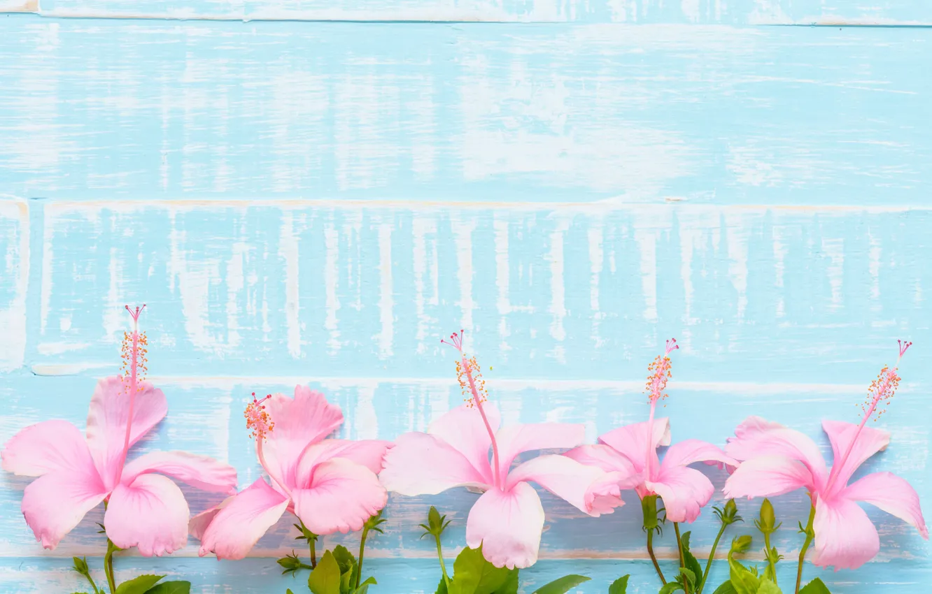 Фото обои цветы, фон, розовый, голубой, wood, blue, pink, flowers