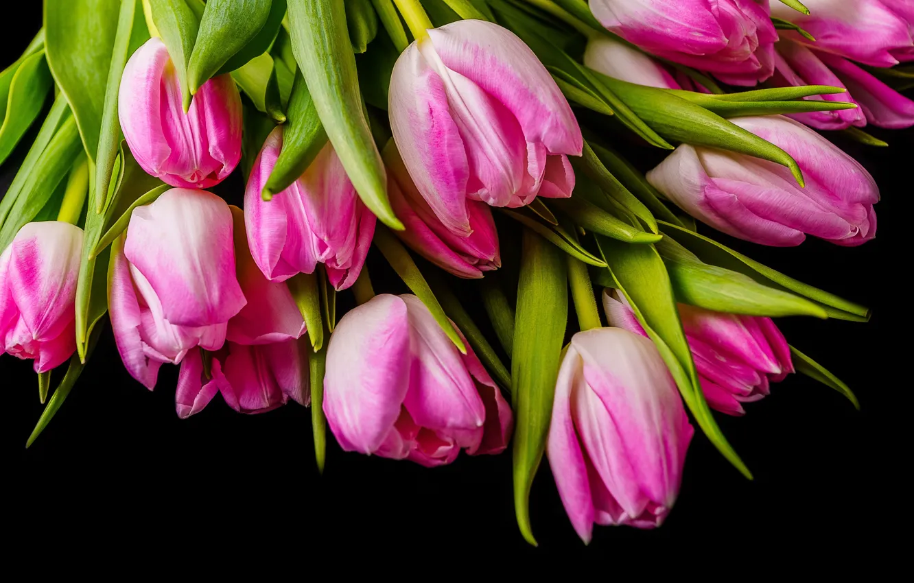 Фото обои цветы, тюльпаны, розовые, pink, flowers, tulips, spring