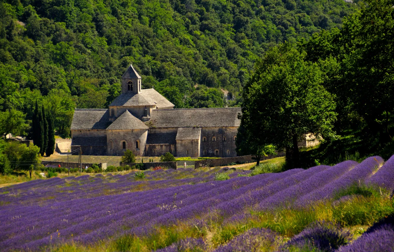 Фото обои Франция, лаванда, плантация, Прованс, аббатство Сенанк