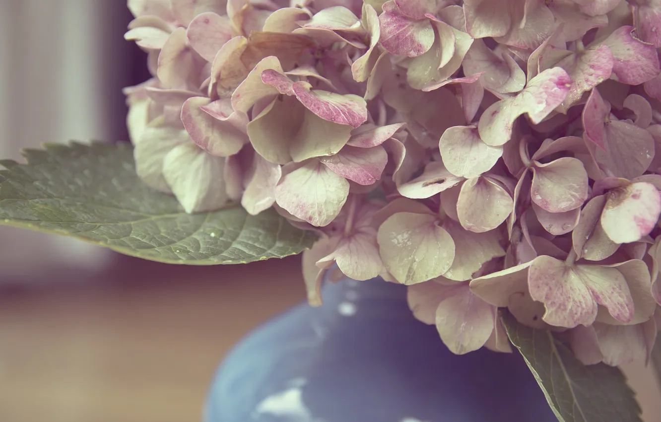 Фото обои цветы, лепестки, ваза, розовые, белые