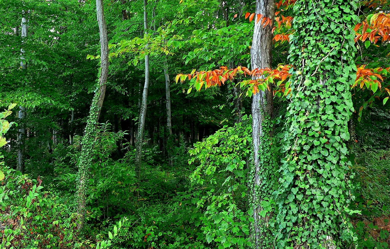 Фото обои лес, листья, деревья, заросли