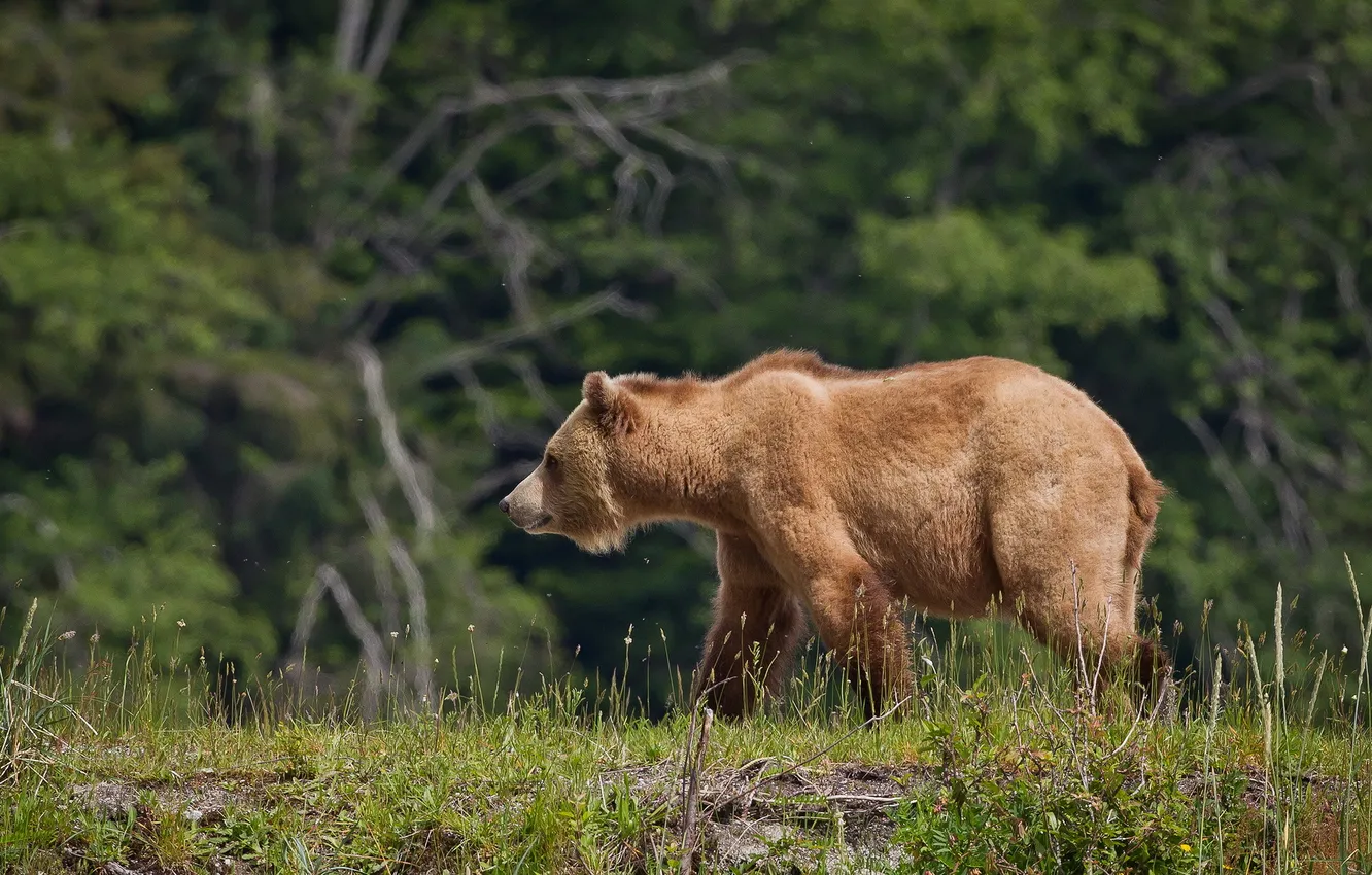 Фото обои природа, фон, медведь