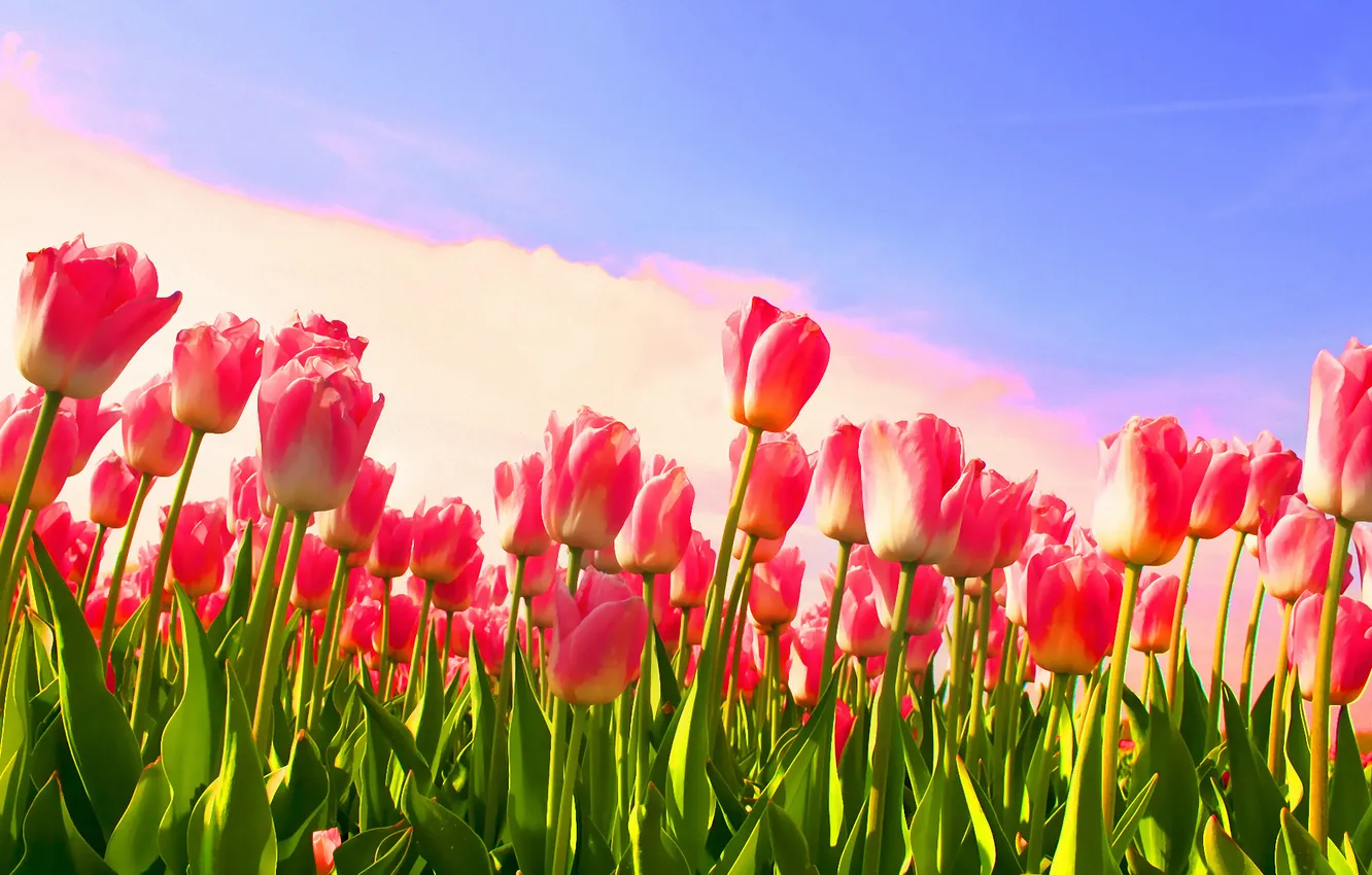 Фото обои цветок, цветы, стебли, тюльпан, весна, тюльпаны, бутоны