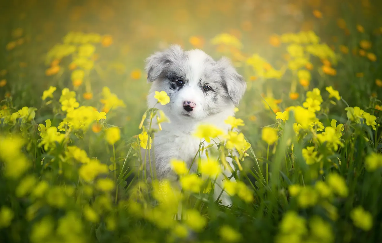 Фото обои цветы, собака, щенок, боке, Бордер-колли