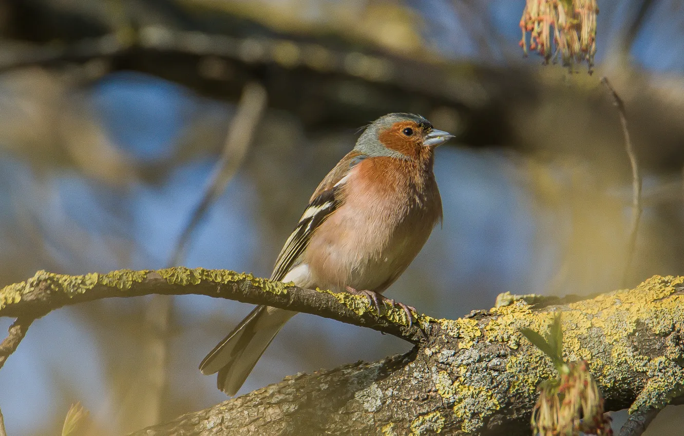Фото обои взгляд, деревья, птица, зяблик