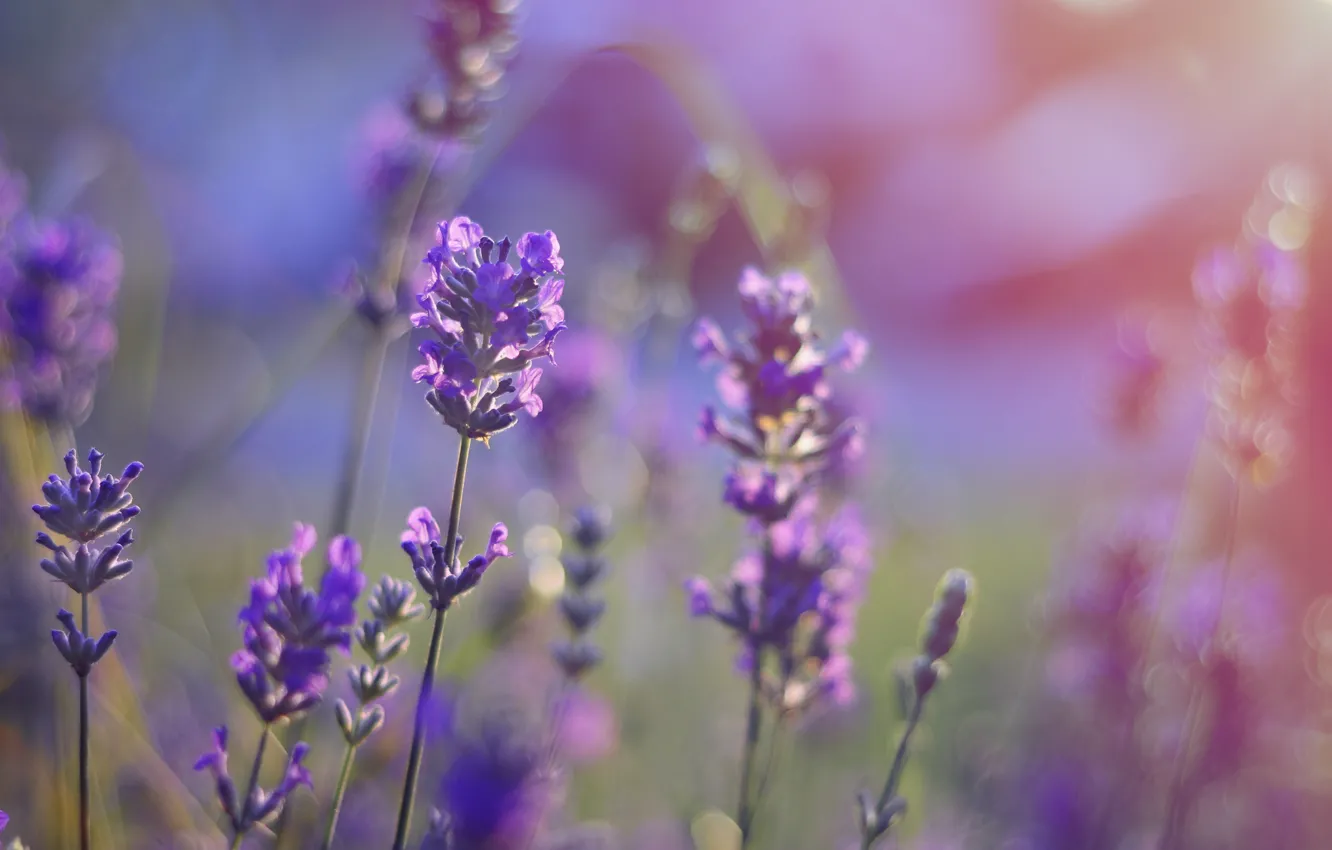 Фото обои поле, фиолетовый, поле цветов, field, боке, bokeh, purple, field of flowers
