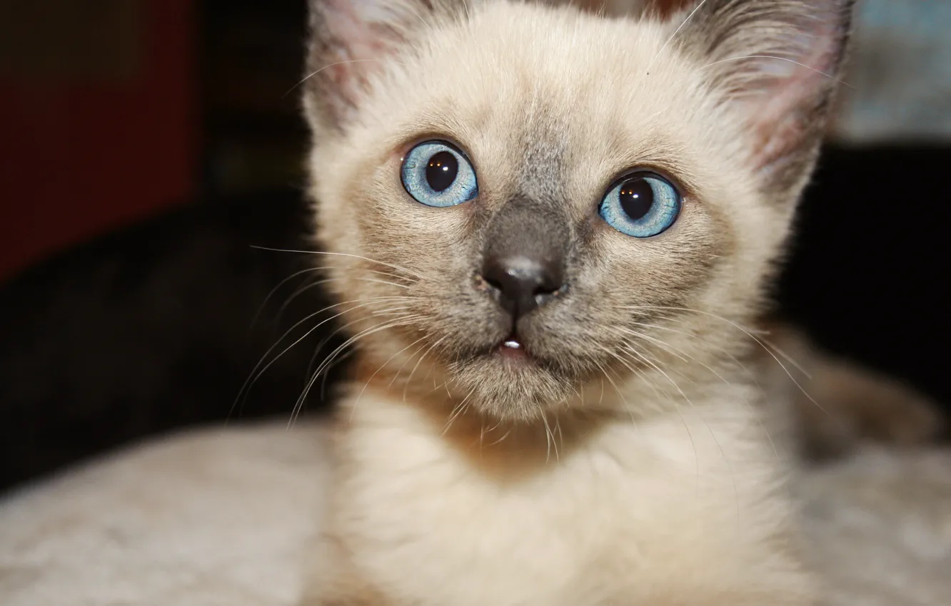 Фото обои кошка, глаза, голубые