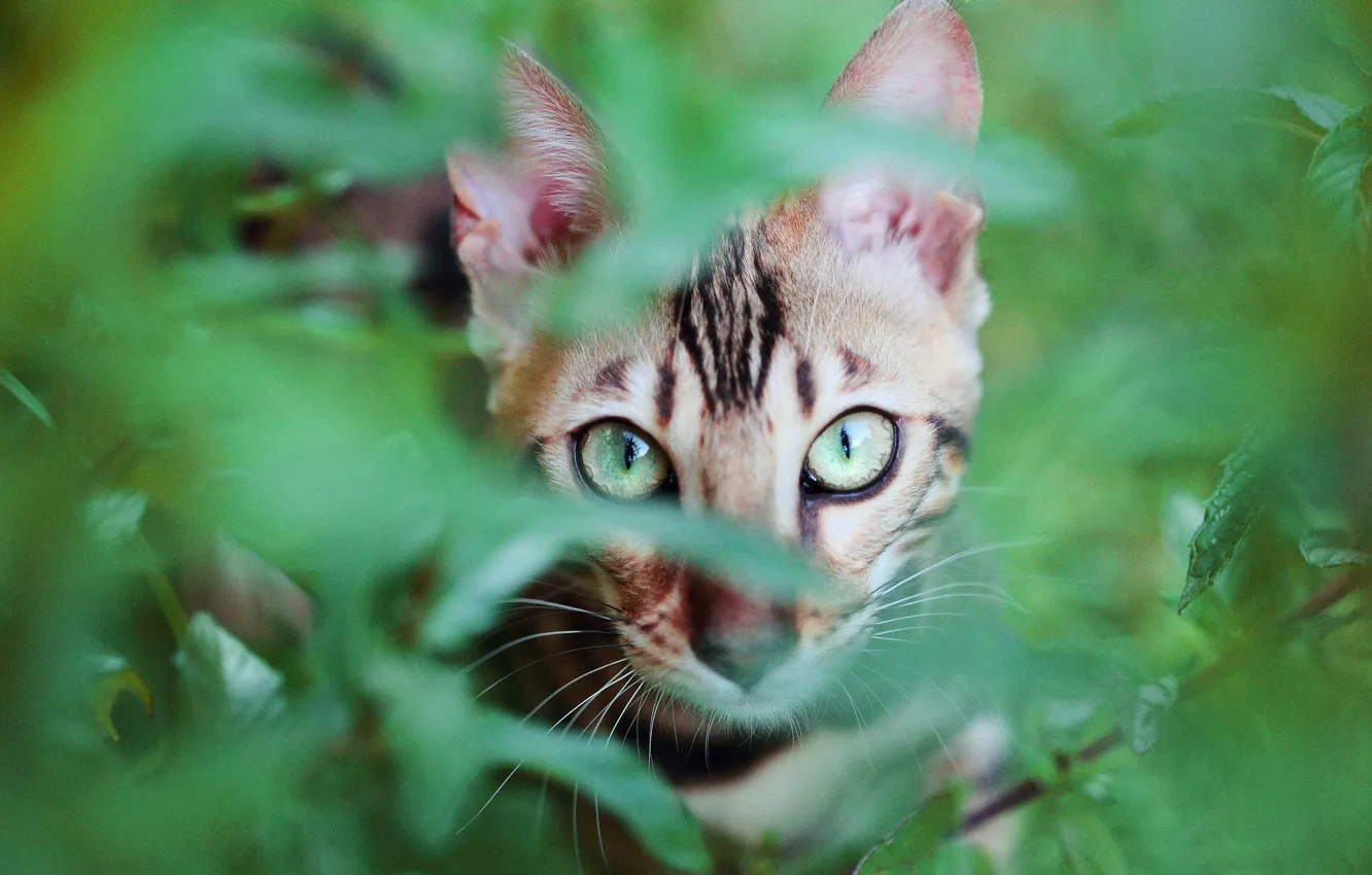 Фото обои зелень, кошка, глаза, кот, взгляд, морда, листья, ветки