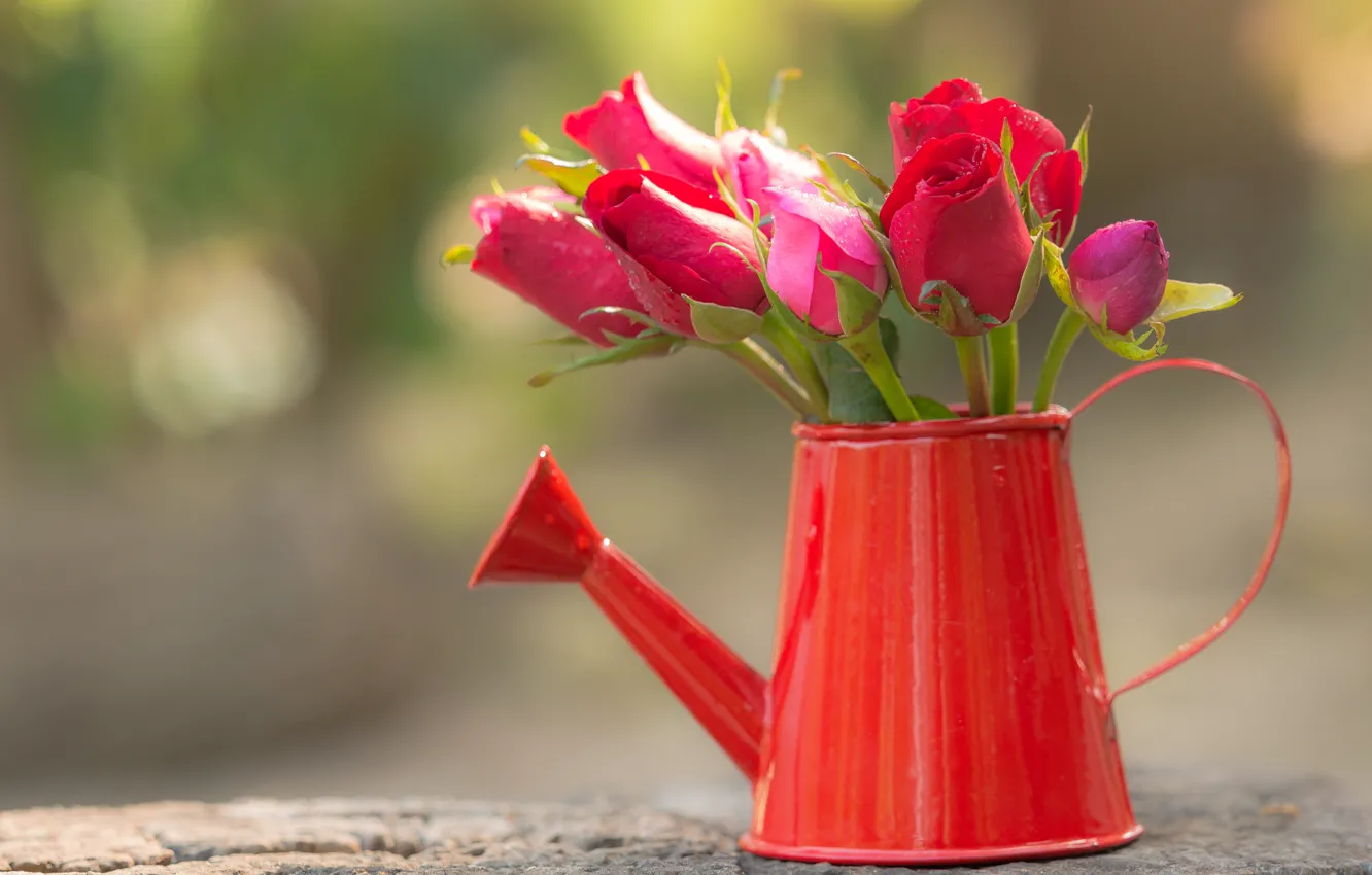 Фото обои розы, лейка, red, бутоны, flowers, romantic, roses, красные розы