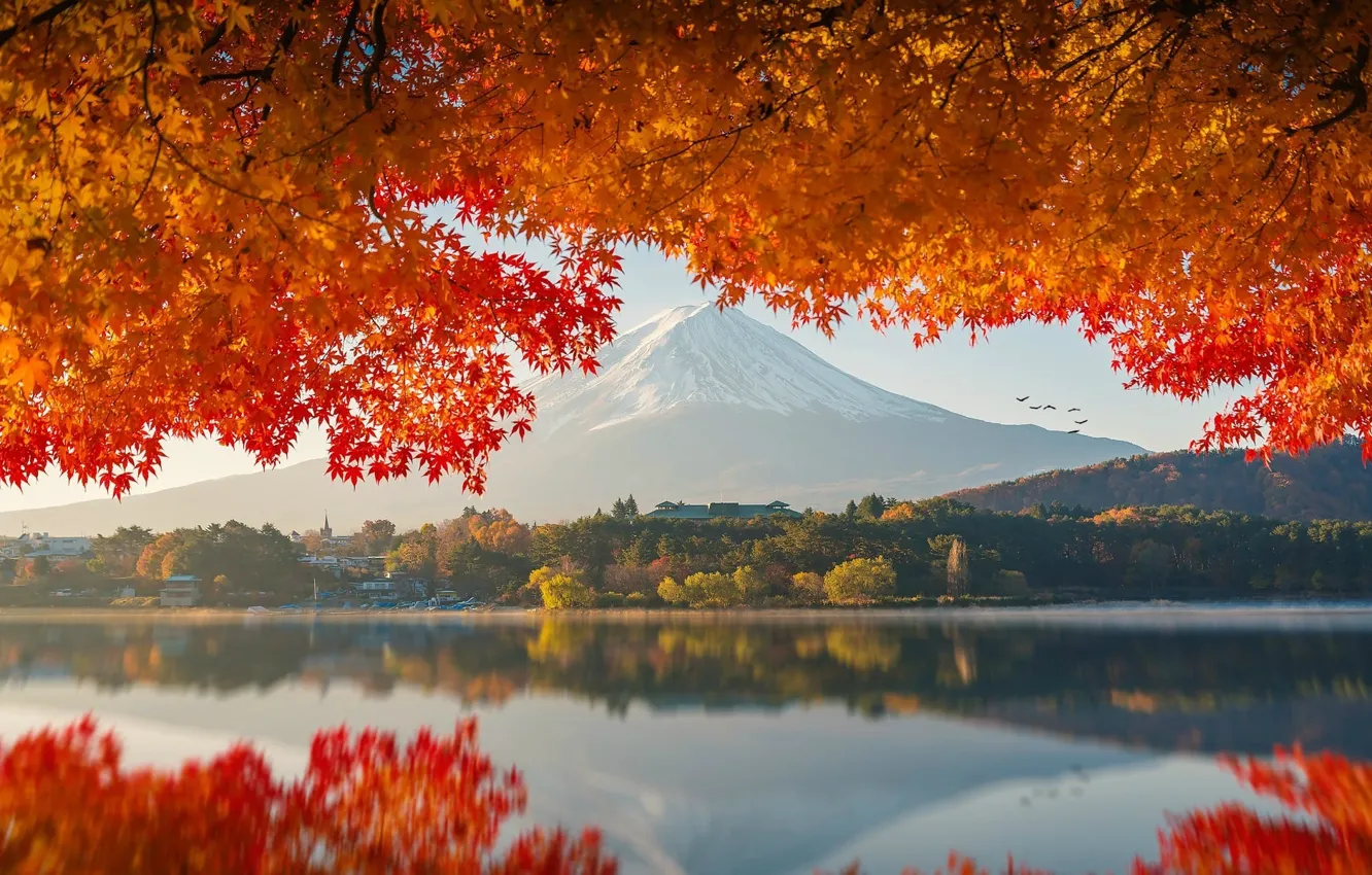 Фото обои scenic, leaves, reflection, orange leaves