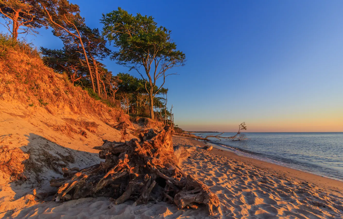 Фото обои песок, море, деревья, рассвет, берег, Германия, Мекленбург-Передняя Померания