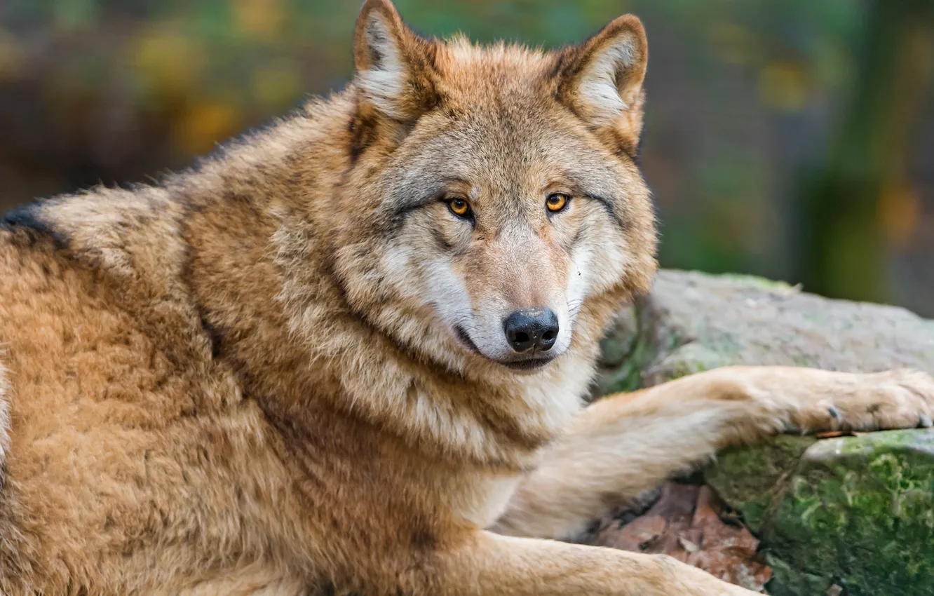 Фото обои nature, face, animal, wolf, wildlife, head, fur, mammal
