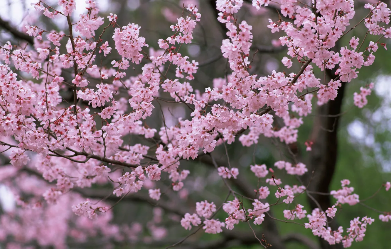 Фото обои деревья, цветы, природа, весна, лепестки, сакура, розовые