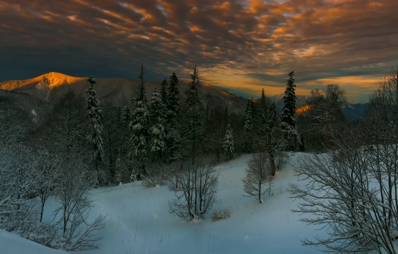 Фото обои зима, лес, небо, снег, деревья, горы