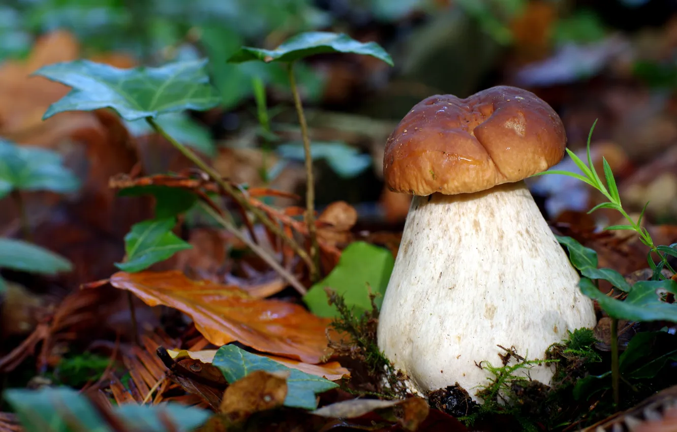 Фото обои осень, природа, листва, гриб, боровик
