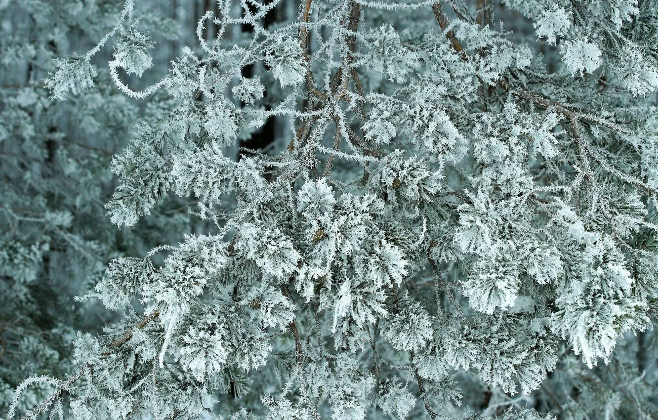 Фото обои зима, иней, ветки, дерево, мороз, сосна