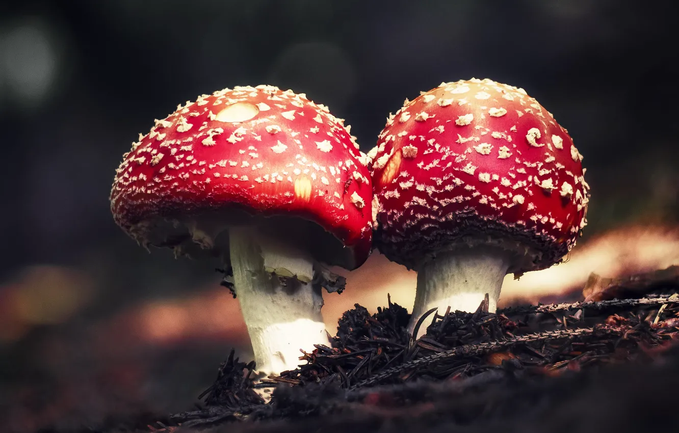 Фото обои осень, ветки, природа, грибы, мухоморы, парочка, боке