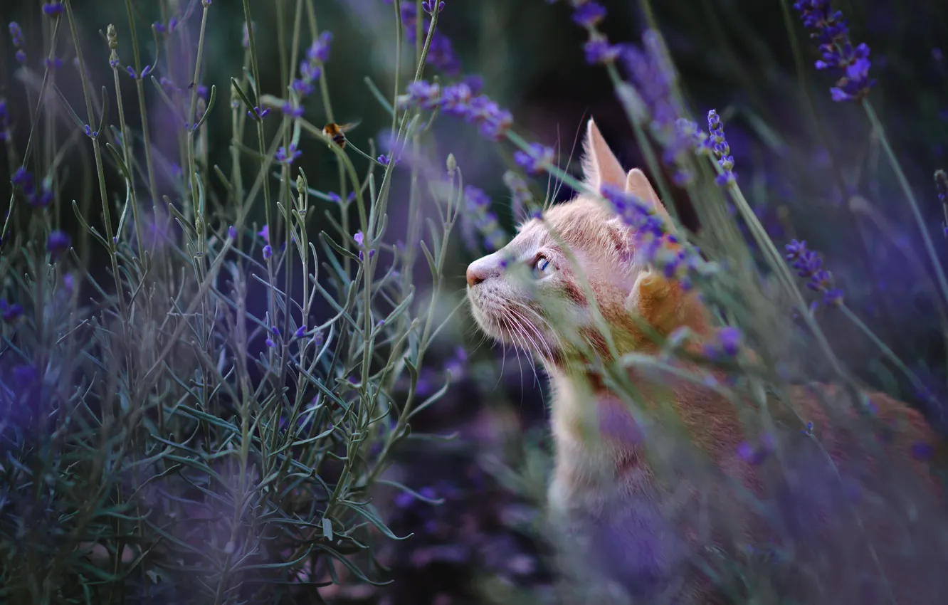 Фото обои кошка, лето, кот, взгляд, морда, цветы, природа, поляна
