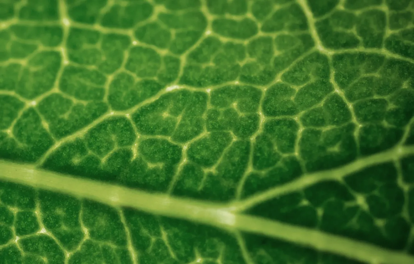 Фото обои макро, лист, зеленый, растение, прожилки