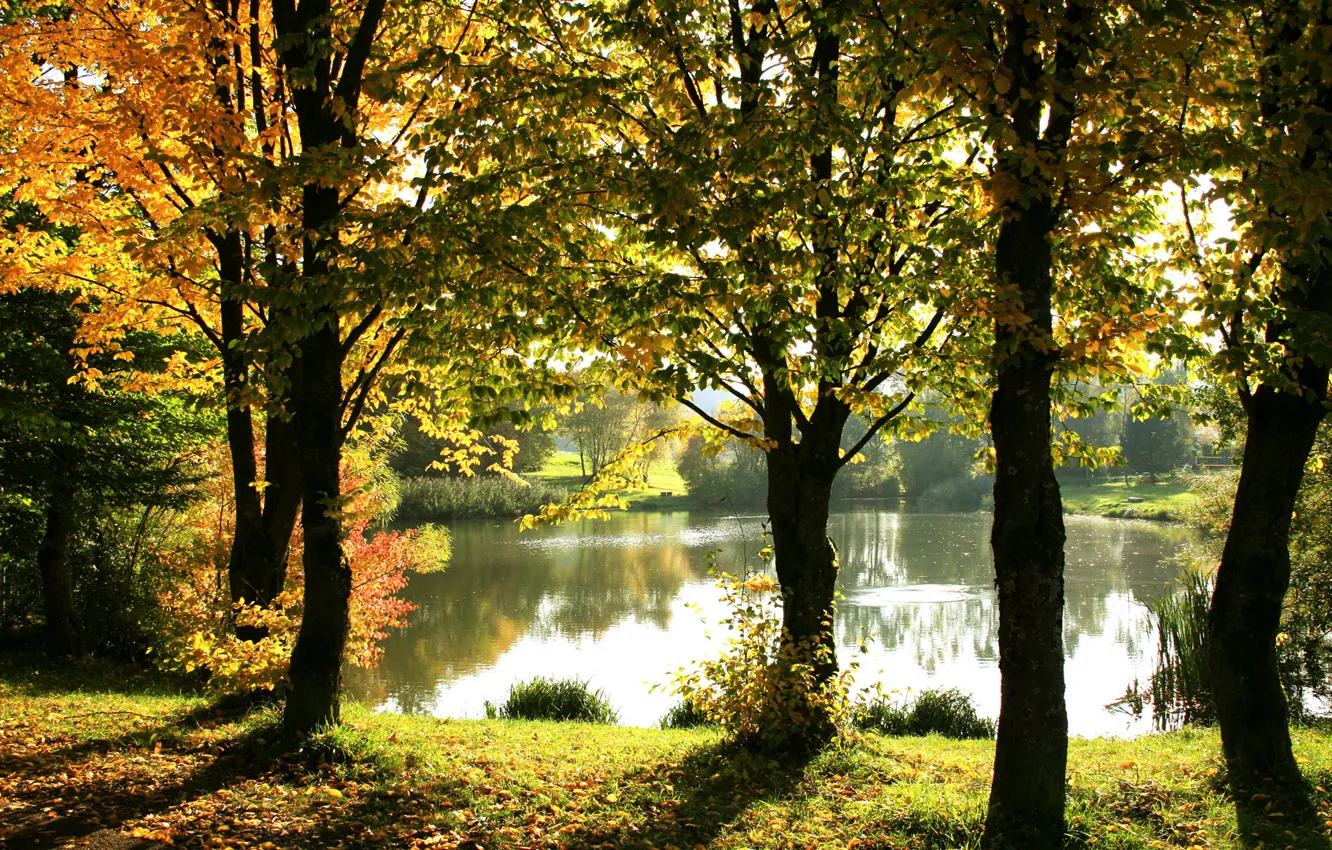Фото обои осень, отражения, деревья, озеро, забор, солнечный свет, золотая листва