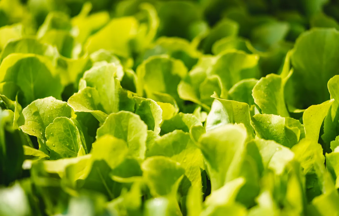 Фото обои green, plantation, lettuce