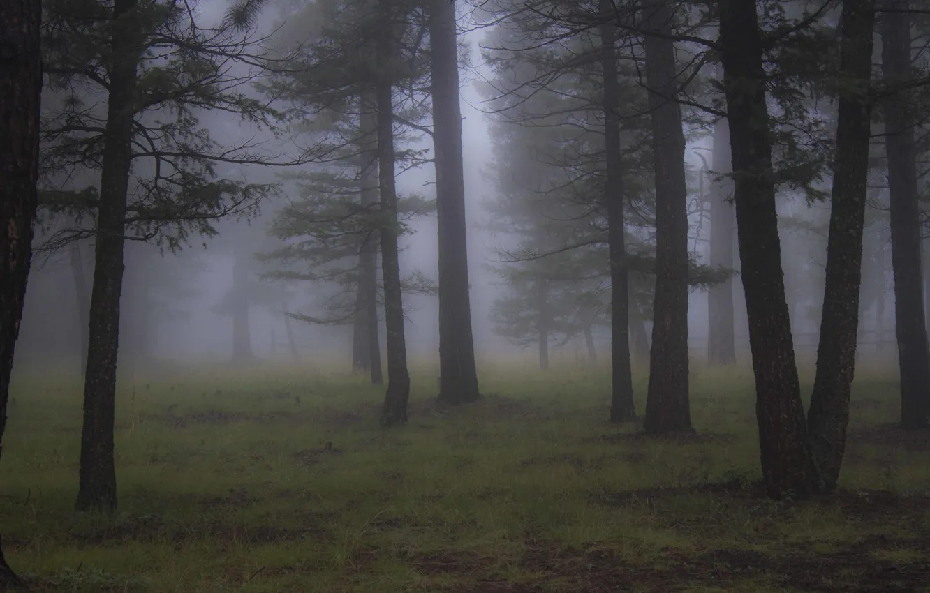 Фото обои лес, деревья, природа, туман, Колорадо, USA, США, Colorado
